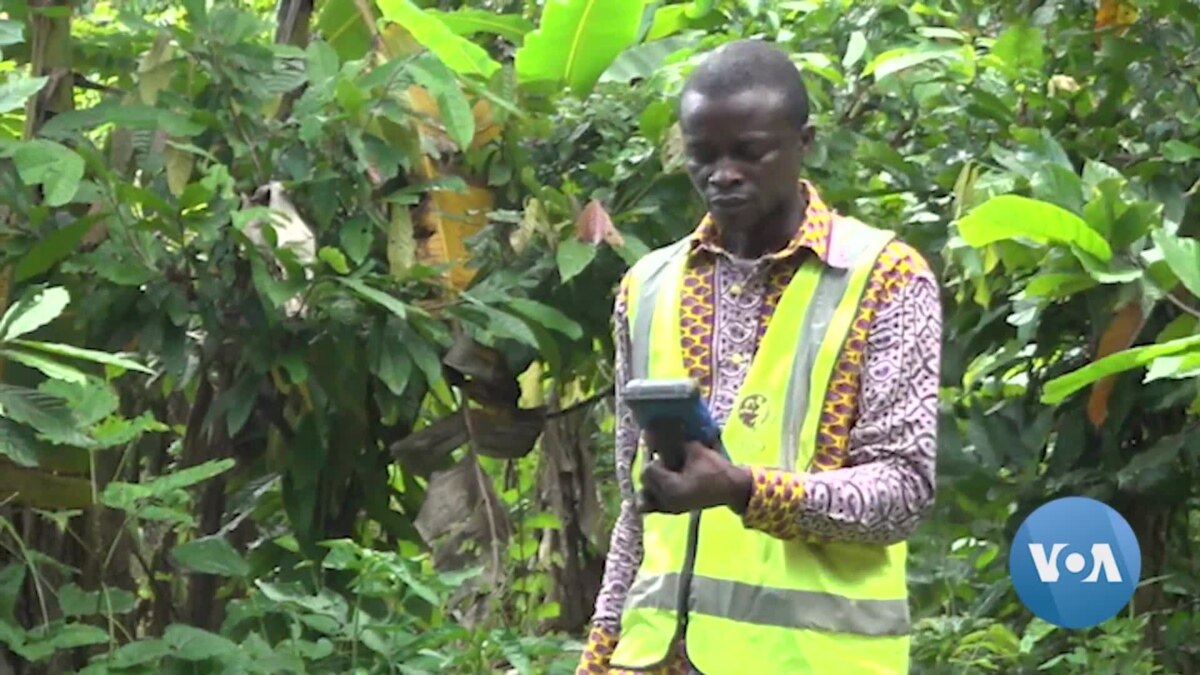 New Eu Rule Targets Deforestation In Chocolate Industry New Eu Rule Targets Deforestation In Chocolate Industry