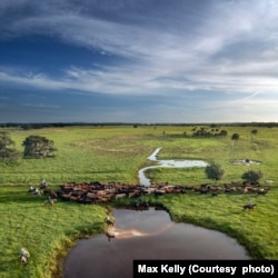 Cattle and ranchers at Blackbeard Ranch in Myakka City, Florida. (Courtesy photo from Max Kelly)
