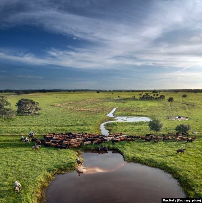 Cattle and ranchers at Blackbeard Ranch in Myakka City, Florida. (Courtesy photo from Max Kelly)