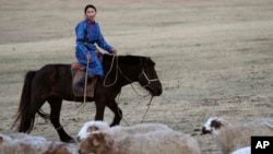 FILE - Nurmaa, the wife of herder Agvaantogtokh, rounds up their sheep, in the Munkh-Khaan region of the Sukhbaatar district, in southeast Mongolia, May 13, 2023. 