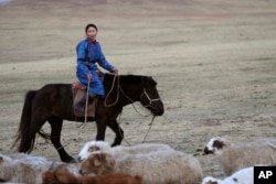 FILE - Nurmaa, the wife of herder Agvaantogtokh, rounds up their sheep, in the Munkh-Khaan region of the Sukhbaatar district, in southeast Mongolia, Saturday, May 13, 2023. (AP Photo/Manish Swarup)