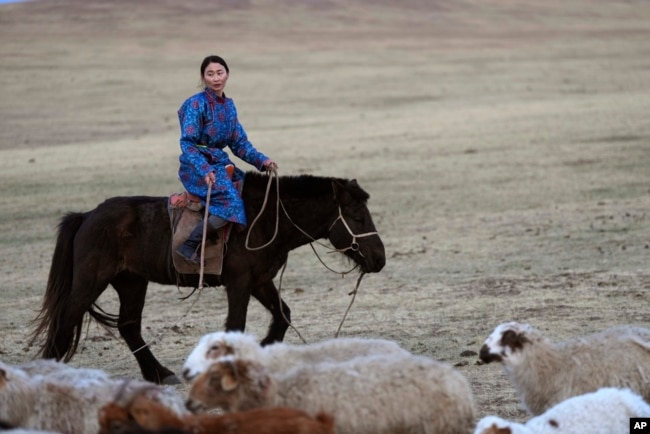 FILE - Nurmaa, the wife of herder Agvaantogtokh, rounds up their sheep, in the Munkh-Khaan region of the Sukhbaatar district, in southeast Mongolia, Saturday, May 13, 2023. (AP Photo/Manish Swarup)