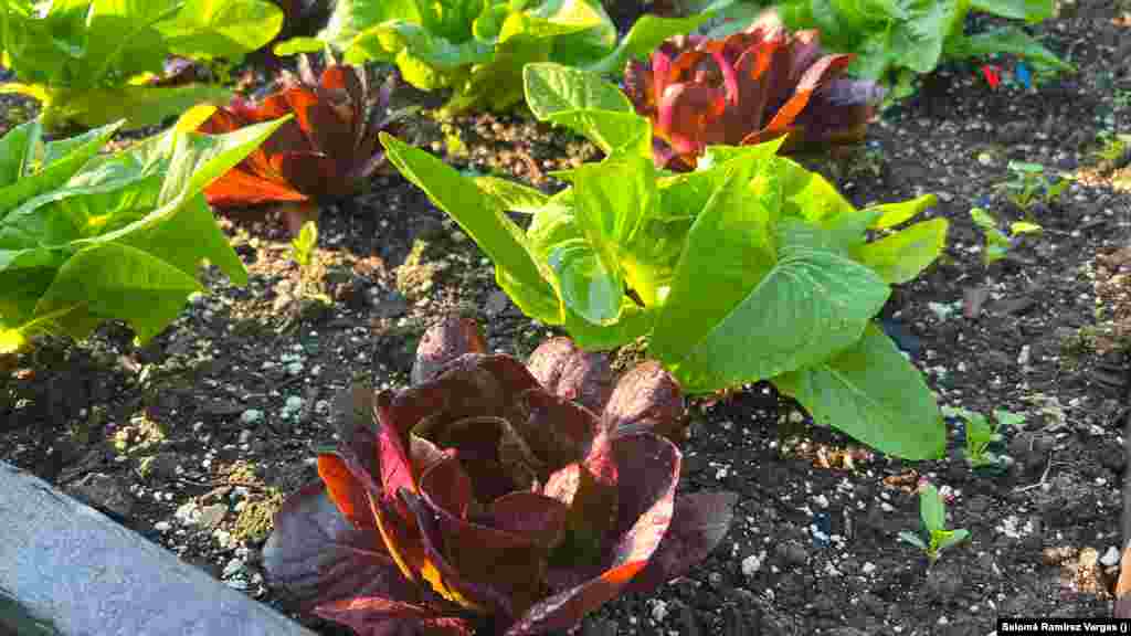 El huerto de la Casa Blanca es uno de los principales atractivos del jardín, con fresas, lechugas, tomates y especias sembradas para el consumo directo de la primera familia de EEUU.