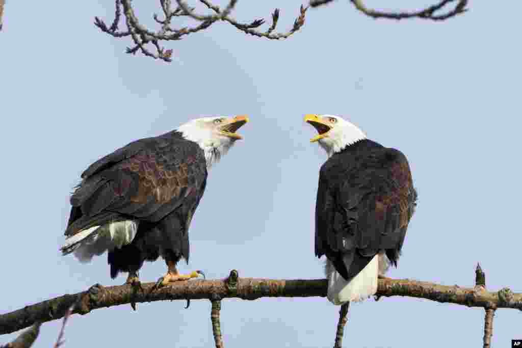 A pair of bald eagles call out while resting on a tree next to Union Bay, Jan. 16, 2024, in Seattle. 