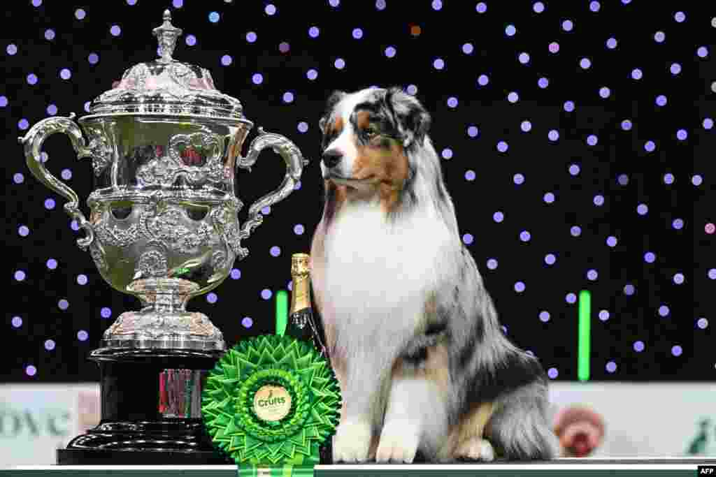 The Australian Shepherd &quot;Viking,&quot; winner of Best in Show, poses for photographs at the trophy presentation on the final day of the Crufts dog show at the National Exhibition Centre in Birmingham, central England, March 10, 2024.