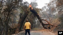 FILE - A man glances up at a tree that is blocking his way while attempting to go home after a fire ravaged the area on Mix Canyon Road in Vacaville, Calif., Aug. 20, 2020. 