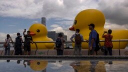 Anggota masyarakat memotret instalasi seni "Double Duck" seniman Belanda Florentijn Hofman di Pelabuhan Victoria, Hong Kong, Jumat, 9 Juni 2023. (AP/Louise Delmotte)