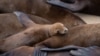 Sea Lions Gather on California Beach, People Should Let Them Rest