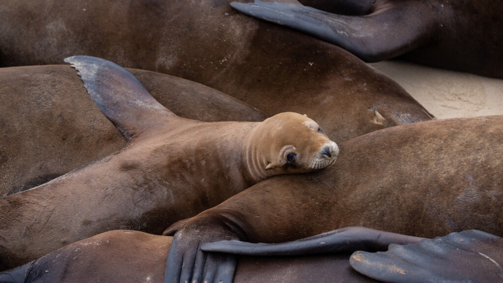 Sea Lions Gather on California Beach, People Should Let Them Rest