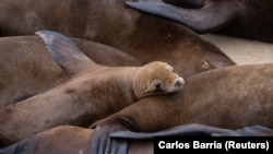 Sea lions congregate at San Carlos Beach while local authorities decided to temporarily close the beach in Monterey, CA. August 22, 2024. (REUTERS/Carlos Barria)