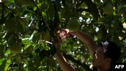 FILE - Pomelo farmer Mulin Ou is seen trimming a tree at his orchard in Ruisui township, in Taiwan's Hualien county, Aug. 17, 2022.