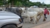 Nigerian Herders Bring Cows to City in Search of Grass 