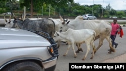 A boy guides cattle on a road in Abuja, Nigeria, Friday, Aug. 16, 2024. (AP Photo/Olamikan Gbemiga)