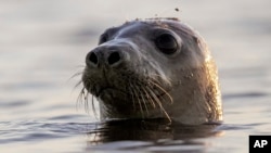 FILE - A harbor seal surfaces in Casco Bay on July 30, 2020, off Portland, Maine.