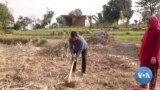 Na Índia, a agricultura alternativa ajuda os migrantes a reconstruir as suas vidas no campo