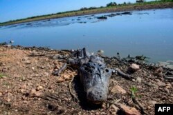 Seekor buaya ditemukan mati akibat kebakaran hutan di lahan basah Pantanal di Porto Jofre, Negara Bagian Mato Grosso, Brazil, 11 November 2023. (Rogerio FLORENTINO / AFP)