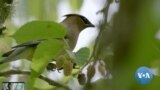ເຣດາເບີດແຄສ (BirdCast) ພະຍາກອນການເຄື່ອນຍ້າຍຂອງນົກ ໃນເວລາທີ່ແທ້ຈິງ