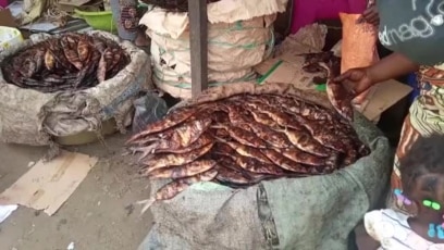 african cigarette fish Knife african lungfish Facts For Kids