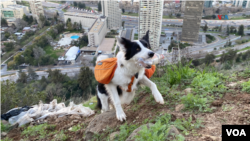 Lo peculiar es que Sam puede llegar a lugares a recoger basura que un humano no puede, por ejemplo, la quebrada de un cerro.