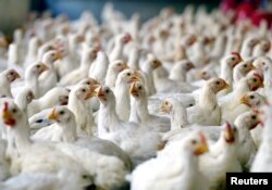 چکن انسانی خوراک کی فراہمی کا سب سے تیز اور سستا طریقہ ہے۔ انڈے سے ایک چوزہ نکلنے کے بعد وہ 34 دنوں میں ایک پورا چکن بن کر مارکیٹ میں فروخت ہونے کے لیے پہنچ جاتا ہے۔
