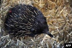 Seekor ekidna ditampilkan oleh petugas satwa liar di alun-alun Martin Place di distrik pusat Sydney saat asosiasi kebun binatang dan akuarium Australia merayakan Hari Spesies Terancam Punah Nasional, 7 September 2012. (ROMEO GACAD / AFP)