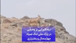 سه قلوزایی بز وحشی در پارک ملی تنگ صیاد چهارمحال و بختیاری 