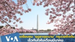 เตรียมชม ‘ฤดูซากุระบาน’ กรุงวอชิงตัน เร็วทันใจในเดือนมีนาคม!