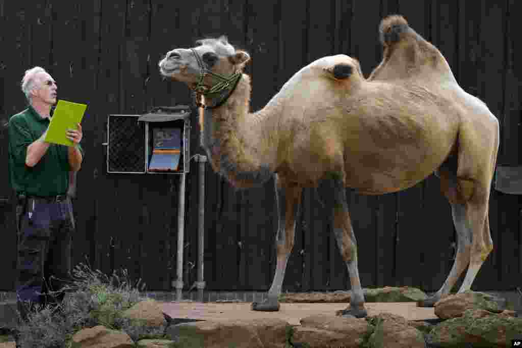 Noemie a Bactrian camel stands on scales to be weighed by keeper Mick Tiley, during the annual Weigh-In at London Zoo.