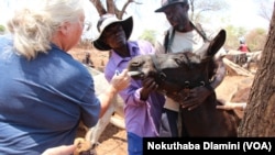 Matebeleland North donkeys welfare project
