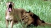 FILE - A lioness yawns as she stands beside a lion at Delhi Zoo, in New Delhi, India, June 28, 2002. A zoo in India has sparked a religious controversy by keeping lioness Sita, named after a Hindu goddess, and lion Akbar, a 16-century Muslim emperor, in the same enclosure.