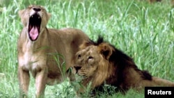 FILE - A lioness yawns as she stands beside a lion at Delhi Zoo, in New Delhi, India, June 28, 2002. A zoo in India has sparked a religious controversy by keeping lioness Sita, named after a Hindu goddess, and lion Akbar, a 16-century Muslim emperor, in the same enclosure.