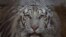 <div>
<div>
<div>
<div>Un tigre blanco llamado Aleks es uno de los 27 animales que esperan ser evacuados a un lugar seguro del Centro de Rescate de Animales Salvajes en el pueblo de Chubynske, en la región de Kiev.<br />
<br />
Aleks fue rescatado por Natalya Popova, de 51 años, una economista sin experiencia veterinaria formal que rescata regularmente animales exóticos y mascotas que quedaron atrás o fueron abandonadas debido a la invasión de Rusia en Ucrania.</div>
</div>
</div>
</div>
<div>&nbsp;</div>
