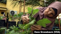 Sapiah Mat Khalip helped start a garden in her neighborhood in 2019. Whatever fruits and vegetables the gardeners don’t use for their own families they sell to their neighbors for about 30 percent less than prices at local markets.