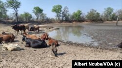 Richard Moyo: Inkomo Eyodwa 'Isithengwa' Ngesaka Lomumbu Kumbe R3,000 eMatabeleland North Okulendlala Eyesabekayo