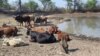 Ranchers in Matabeleland South, Zimbabwe, are advised to vaccinate their cattle against January disease.