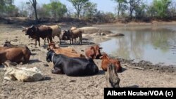 Ranchers in Matabeleland South, Zimbabwe, are advised to vaccinate their cattle against January disease.