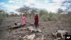 မိုးခေါင်ရေရှားမှုကြောင့် အာဖရိကဦးချိုဒေသမှ သေကြေသွားကြတဲ့တိရစ္ဆာန်များ၊ နို၀င်ဘာ ၉၊ ၂၀၂၂
