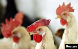 سائنس دانوں کا کہنا ہے کہ مرغیوں کے جین کا ایک حصہ ایسا ہے جو برڈ فلو کے وائرس کو وہاں اپنا ٹھکانہ بنانے اور پھیلنے کی سہولت فراہم کرتا ہے۔ اگر اس کی جینیاتی طور پر اصلاح کر دی جائے تو وہ وائرس کے حملے سے محفوظ ہو جاتی ہیں۔