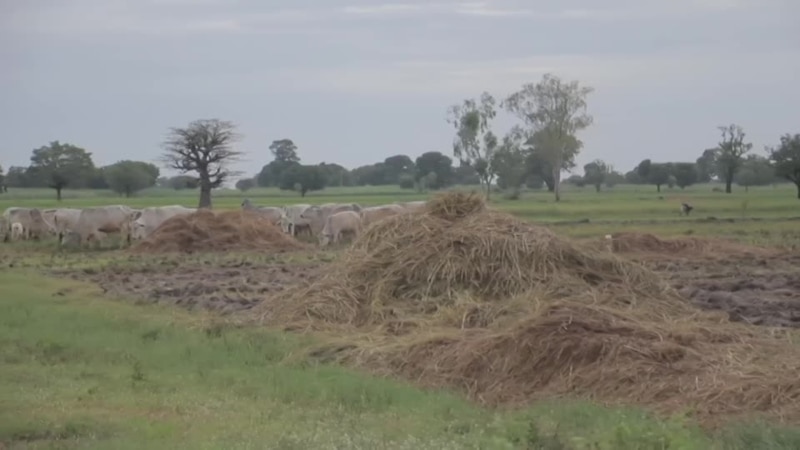 Face à la sécheresse et au changement climatique, le Nigéria expérimente un projet agro-pastoral