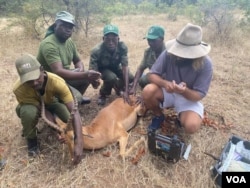 Impala ebulewe ngabathiya inyamazana