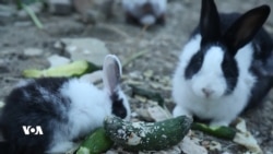 دورگەیەک دەبێتە مەنزڵی کەروێشکەکان