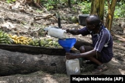 Ndyanabo mixes sweet juice with grains of sorghum so it will ferment into a local brew used for Tonto, Dec. 11, 2023. (AP Photo/Hajarah Nalwadda)