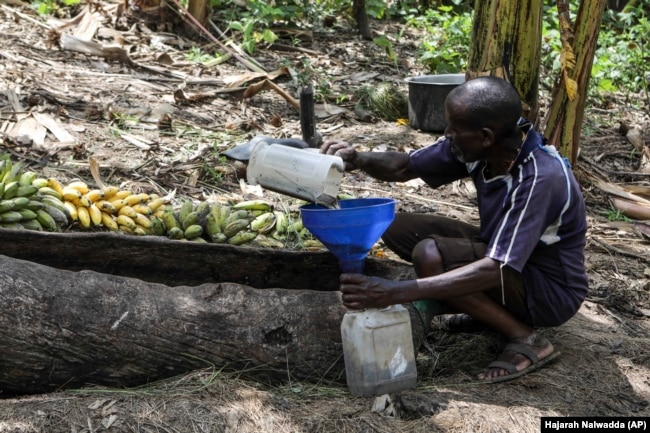 Ndyanabo mixes sweet juice with grains of sorghum so it will ferment into a local brew used for Tonto, Dec. 11, 2023. (AP Photo/Hajarah Nalwadda)