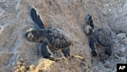 FILE - A pair of green sea turtle hatchings make their way to the Atlantic Ocean in this Aug. 8, 2023, photo at the Canaveral Sea Shore in Cape Canaveral, Fla.