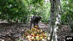 Le cacao a besoin d'une subtile alternance entre ensoleillement et précipitations pour s'épanouir pleinement.