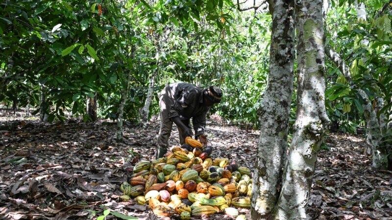 Une saison des pluies calamiteuse pour le cacao ivoirien