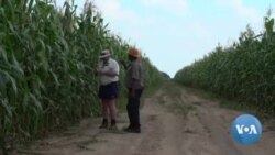 Former Zimbabwean Commercial Farmers Thriving in Zambia
