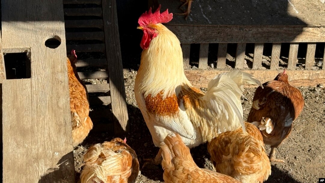 FILE - Chickens stand in a holding pen at Ettamarie Peterson's farm in Petaluma, Calif. on Jan. 11, 2024.