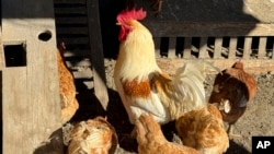 FILE - Chickens stand in a holding pen at Ettamarie Peterson's farm in Petaluma, Calif. on Jan. 11, 2024.