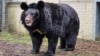 Bear Rescued From Bombed-Out Ukrainian Zoo Finds New Home in Scotland 